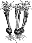 The flowers of bulbocodium vernum are a violet-purple color with a white spot on the claw. The flowers are tubular and funnel shaped. The bulbs are black and two or three flowers grow from each bulb.
