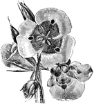Calochortus is commonly known as the mariposa lily. The flowers are large and white with a yellow base. The flowers are deeply stained with crimson and each segment is blotched with crimson.