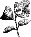 The common name of calycanthus floridus is Carolina Allspice. The flowers have a sweet, apple scent. This shrub grows between four and six feet tall.