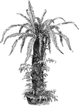 Tree ferns that are dead can be used but covering it with other small ferns for decoration.