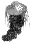 A large jellyfish.