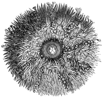 Under surface of a Sea Urchin showing rows of suckers among the spines.
