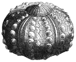 The shell of a sea-urchin without spines.