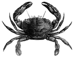 A typical crab foud in the ocean.