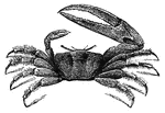 A crab having one claw much larger than the other. As they walk sideways, they hold up the large claw in a threatening manner.