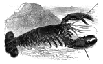 Lobsters have two big claws and a muscular tail used for movement.