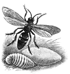 A typical digger wasp.