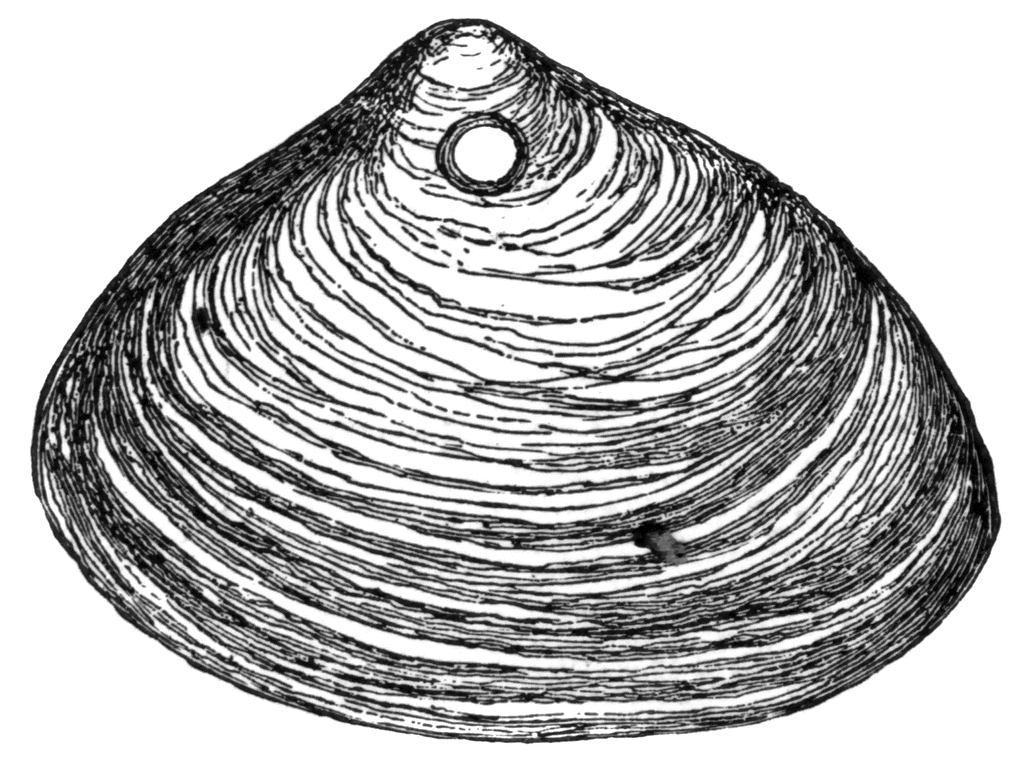 Clam Shell | ClipArt ETC
