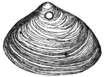 A typical clam shell formed by lingual ribbon.