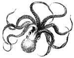 Part of the cephalopod group. The name cephalopod is derived from two greek words which mean feet on head.