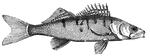 A Pike Perch fish.