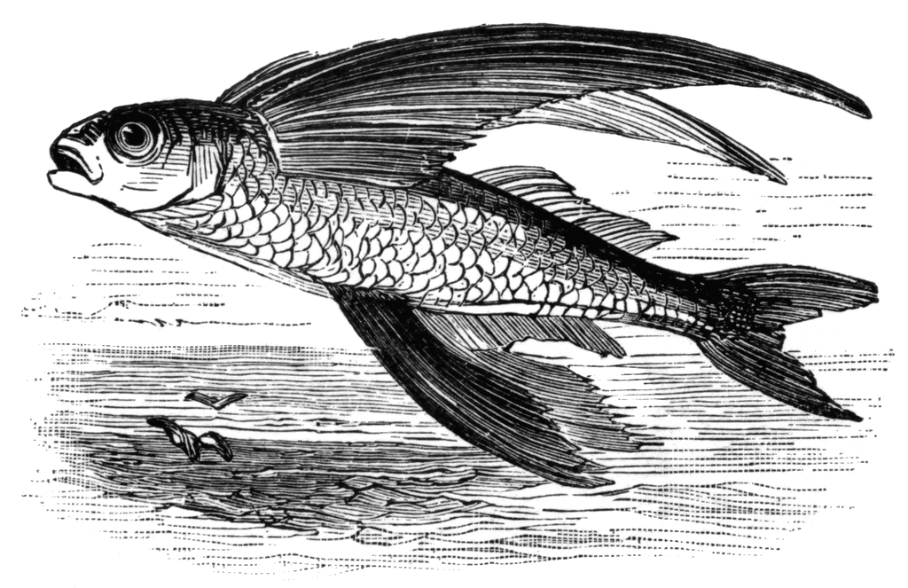 flying fish illustration