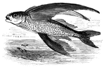 Fish that often leap high out of the water to escape enemies.