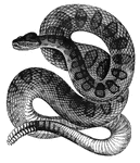 A snake with a rattle for its tail. Rattles its tail to scare off enemies.