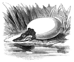 An alligator hatching out of an egg.