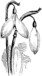 The common name of galanthus nivalis imperati is the common snowdrop. This a large form of galanthus nivalis. The outer segments of the flower are very abrupt and narrow at the base.