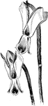 The common name of galanthus nivalis reflexus is the cremean snowdrop. This flower is different from galanthus nivalis because the outer perianth segments are reflexed.