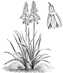 The flowers of galtonia candicans are pure white and funnel shaped. The flowers are large, fragrant, and drooping.