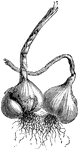 Garlic is a vegetable used for many culinary purposes. Garlic is very rarely served raw because of it's strong flavor.