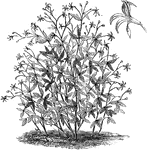 188 illustrations of flowers and shrubs including: garlic, gaultheria, gentian, geranium, gerardia, ginger, gladiolus, goldenrod, gooseberry, grape, and groundsel