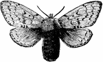 The female gipsy moth is larger than the male. The wings are a dingy or yellowish white with darker markings. There is a distinct black mark near the center of the fore wing.