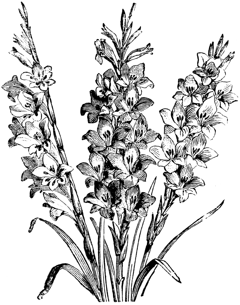 Hybrids from Gladiolus Gandavensis | ClipArt ETC