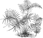 The fronds of the gleichenia circinata fern have recurved margins. The branches can have fine short hair.
