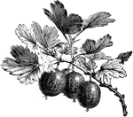 The branches of the gooseberry plant help shade each other to protect the fruit. A scorching sunshine can prematurely ripen the gooseberry. The best flavor comes from the yellow varieties.