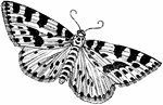 The Gooseberry or Magpie moth is often mistaken for a butterfly. The moth usually appears in the middle of the summer and continues until autumn. The wings of the moth have a white background with patches of black. At the base of the forewings is a yellow patch and near the middle there is a band of yellow between two rows of black spots.