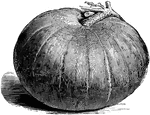 The large yellow gourd is also known as the mammoth pumpkin. The flesh of the gourd is deep yellow. The flesh is used when ripe. This gourd has been grown to weigh over two hundred pounds.