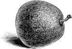 The nutmeg gourd of Marseilles is a nearly spherical shape. The flesh is very red and has a musk scent.