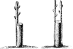 Grafting is placing two cut surfaces of one or different plants under conditions which cause them to grow together. In crown or rind grafting one or more scions may be inserted, according to the size of the stem intended for their reception.