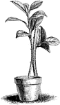 Grafting is placing two cut surfaces of one or different plants under conditions which cause them to grow together. In grafting by approach the scion intended for inarching must either be a movable pot plant that may be taken to any place desired, or one planted in close proximity to the stock.