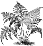 The Ferns ClipArt gallery contains 178 illustrations of ferns from around the world. Ferns differ from normal plants (gymnosperms and angiosperms) by having spores instead of seeds, and are vasclar plants, differing from lycophytes by having true leaves, which are also known as megaphylls.


<p>All illustrations in the <em>ClipArt ETC</em> collection are line drawings. If you are looking for <a href="https://etc.usf.edu/clippix/pictures/ferns/">color photographs of ferns</a>, please visit the <a href="https://etc.usf.edu/clippix/"><em>ClipPix ETC</em></a> website.
