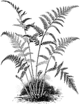 Gymnogramme tartarea ferns have fronds that are one to two feet long. The powder on the fern is dense and pure white.