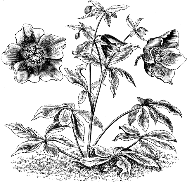 Habit and Fully and Partially Expanded Flowers of Helleborus Olympicus ...