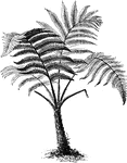 The fronds of the hemitella speciosa fern are eight to twelve inches long and one to one and a half inches broad. The leaves have a satiny texture.