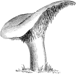 Hydnum is a species of fungi. Hydnum repandum is not uncommon in Great Britain. It can be found in woods, in scattered patches or large rings. This fungi is edible.