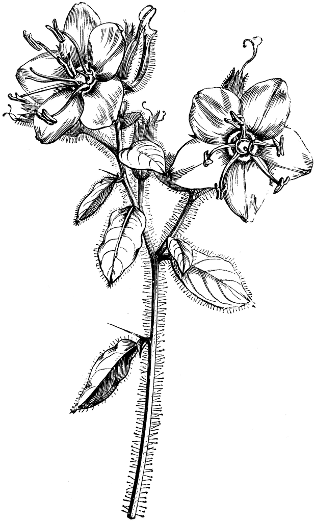 flower with stem drawing
