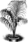Hyophorbe verschaffeltii an ornamental stove palm. The leaves are four to six feet long. The sheath of the leaves form a triangular, column shaped stem.