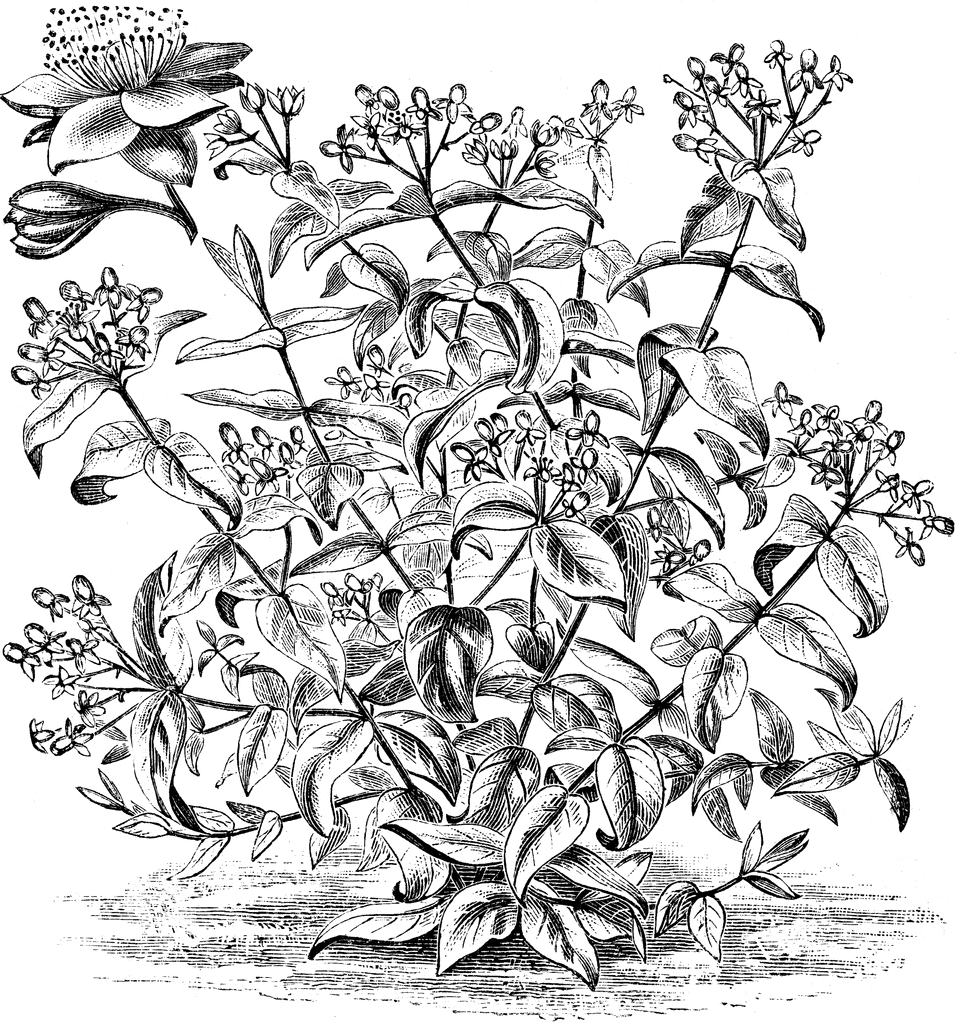 Хиперикум цветок чернобелый рисунок