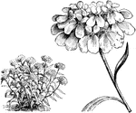 The common name of iberis umbellata is the common candytuft. The flowers are usually purple. The flowers bloom in spring and summer. The plant grows between six and twelve inches tall.