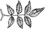 Impari-pinnate leaves are pinnate leaves having a terminal or odd leaflet.