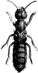 The Devil's Coach Horse is also known as Rove Beetles. These beetles feed largely on decaying matter.