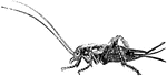 House crickets are in the order Orthoptera. Crickets are destructive to plants in every stage after leaving the egg.