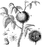 Gall flies make galls on oak, maple and roses.