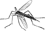 The larvae of crane flies are known as grubs and leather jackets. The gnats live in water during their larval condition.