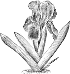 Iris pumila is a small, dwarf variety. The flowers are a bright, lilac purple color.