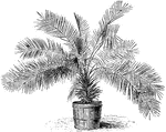 The common name of jubaea is the Coquito Palm of Chili. The tree grows between forty and sixty feet tall. Palm honey is prepared by boiling the sap.