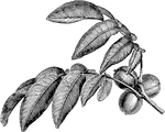 Juglans regia is the common walnut tree. The fruit are oval with a green husk. The tree grows between forty and sixty feet tall.
